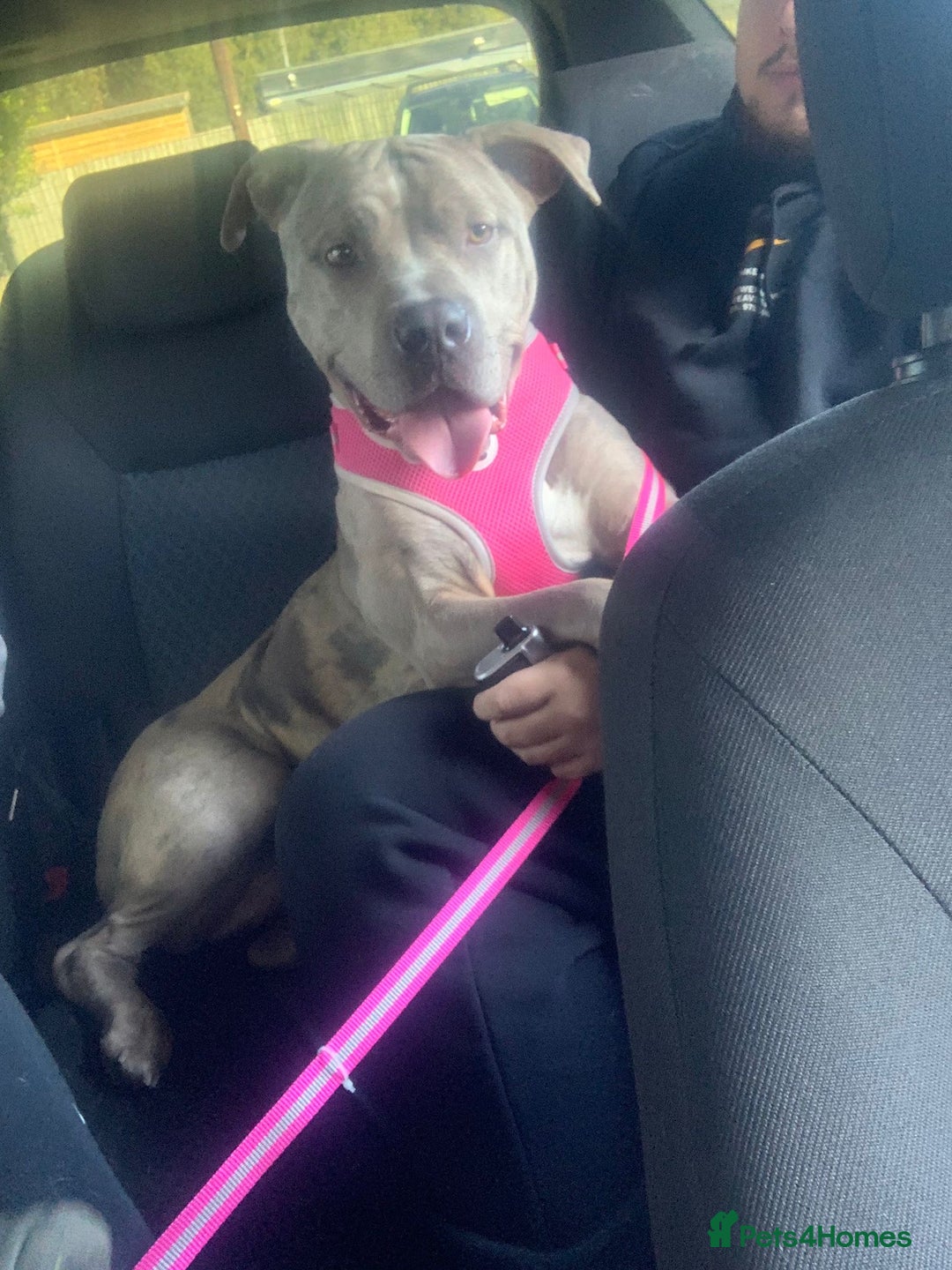 American Bulldog dogs for sale: American bulldog cross staff - Image 5