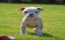 Old Tyme Bulldog dogs for sale: 5⭐️RATED, LICENSED. 23 YEARS EXPERIENCE  - Image 3