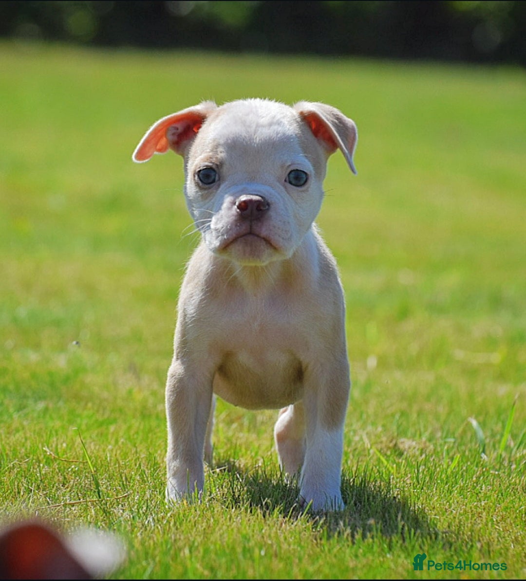 Old Tyme Bulldog dogs for sale: 5⭐️RATED, LICENSED. 23 YEARS EXPERIENCE  - Image 3