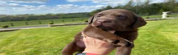 Labrador Retriever dogs for sale: Quality Chocolate Labrador Puppies, Ready 5 May in Preston - Advert 5