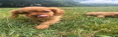 Cavalier King Charles Spaniel 1