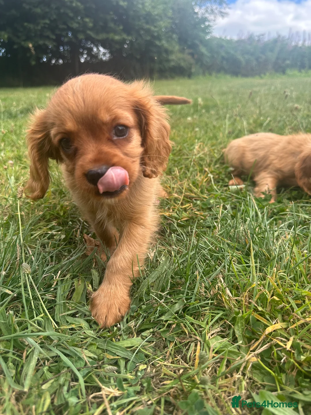 Cavalier King Charles Spaniel dogs for sale: ⭐️Stunning Ruby Boys⭐️ - Advert 8