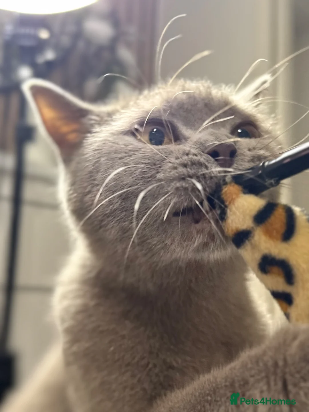 British Shorthair cats for sale: ❤️Cuddly Rare Pure Bsh Lilac looking 4 loving Home - Advert 2