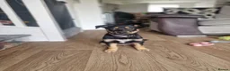 Mixed Breed dogs for sale: Rottweiler x husky puppy 4months old in Wantage - Advert 2