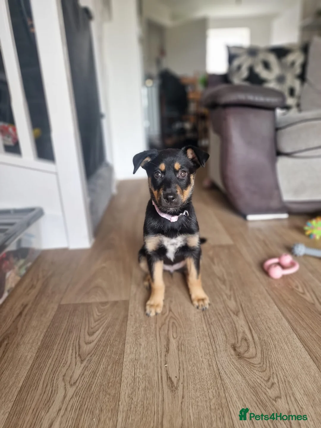 Mixed Breed dogs for sale: Rottweiler x husky puppy 4months old in Wantage - Advert 2