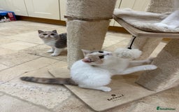 British Shorthair cats for sale: READY NOW - Lilac, BiColours & Colourpoint  - Image 7