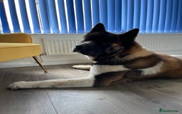 Akita dogs for stud: Purebred American Akita standing at Stud - Image 5