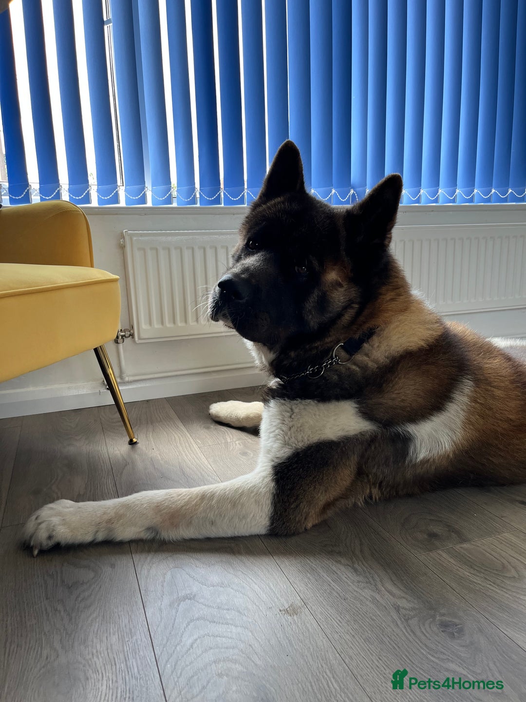 Akita dogs for stud: Purebred American Akita standing at Stud - Image 5