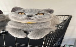 British Shorthair cats for sale: BSH GCCF Kitten for sale  - Image 1