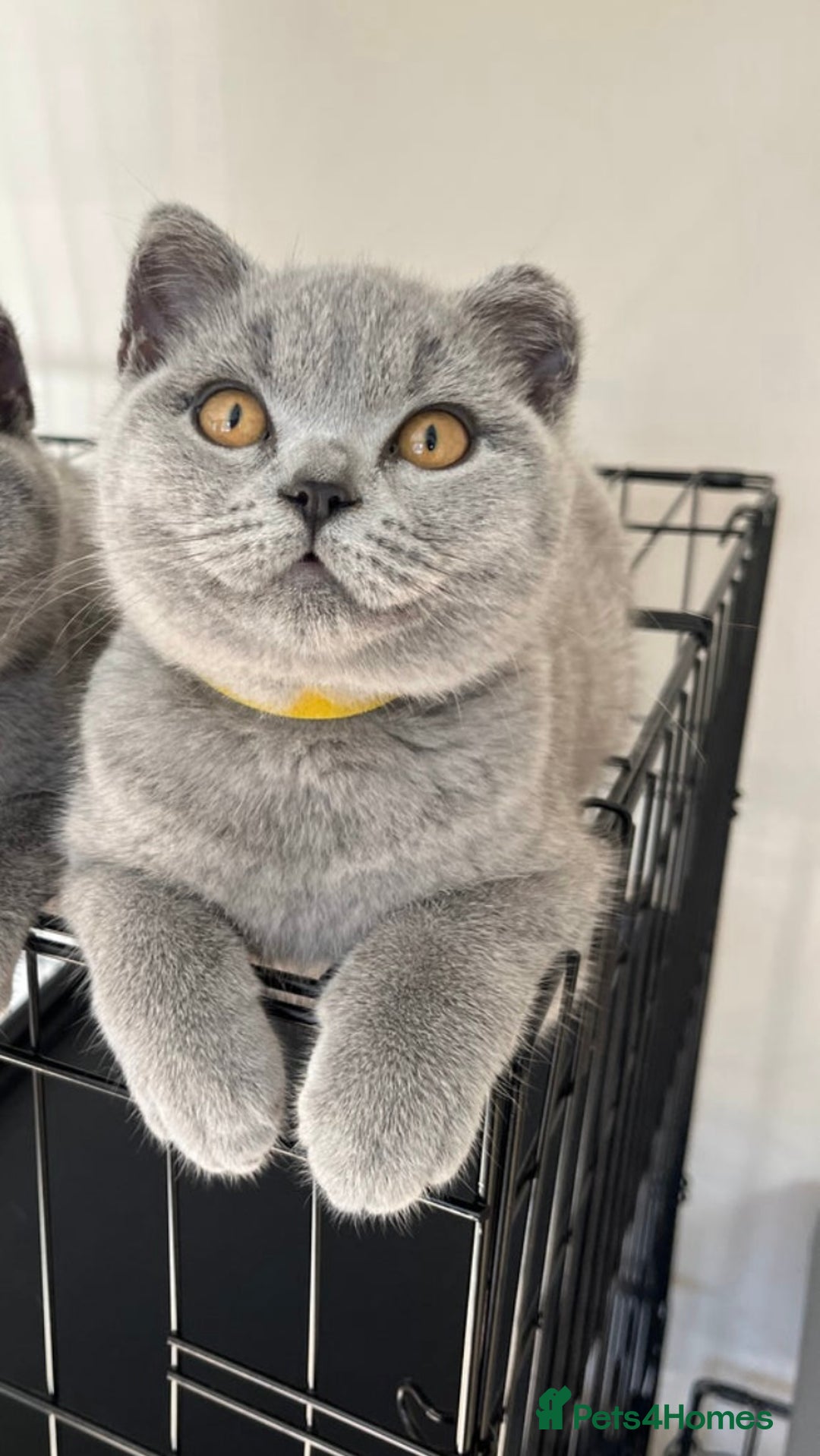 British Shorthair cats for sale: BSH GCCF Kitten for sale  - Image 1