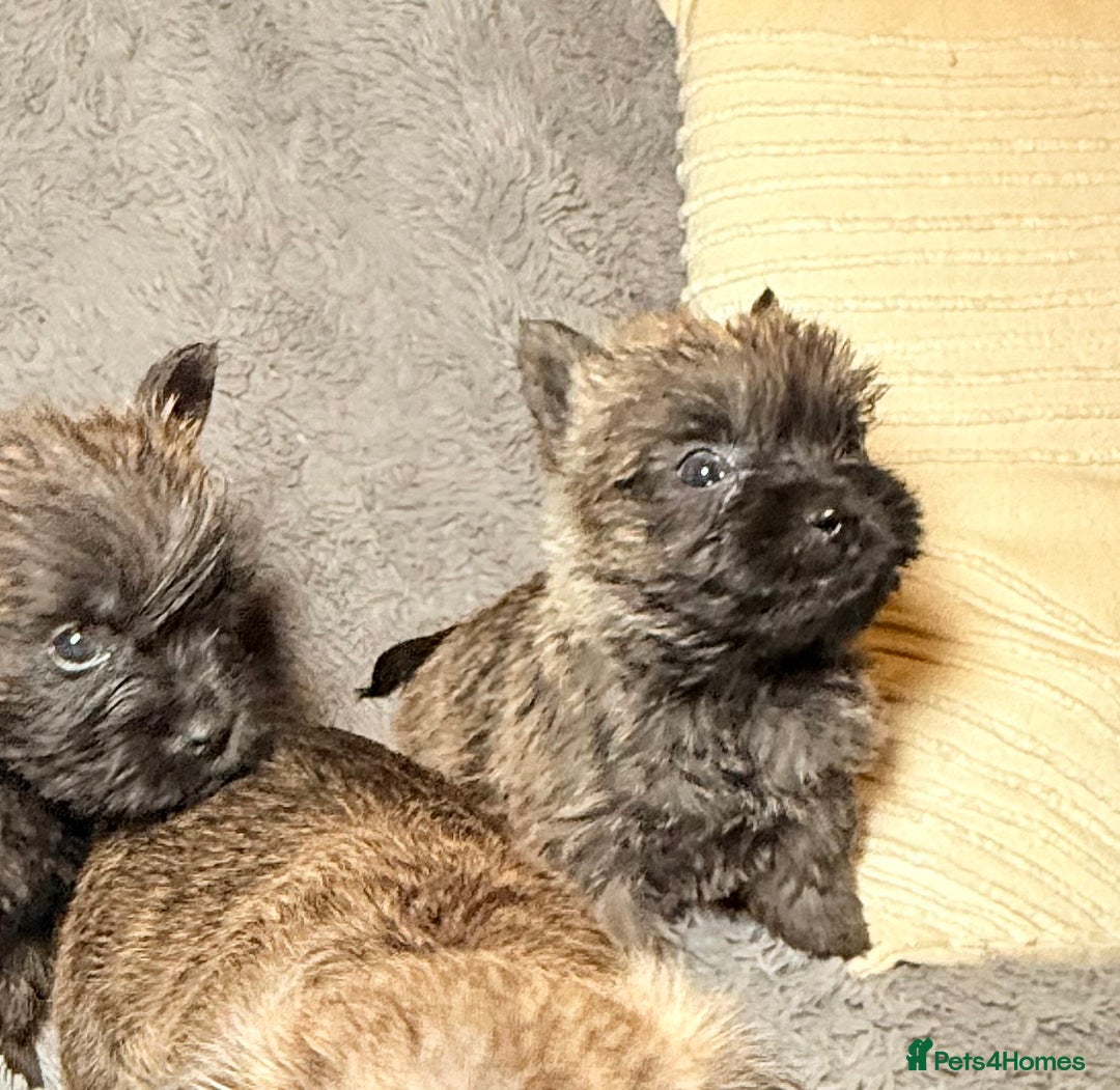 Cairn Terrier dogs for sale: STUNNING cairn terrier babies 🐾 - Advert 11