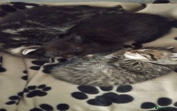 Mixed Breed cats for sale: 2 boy kittens  - Image 2