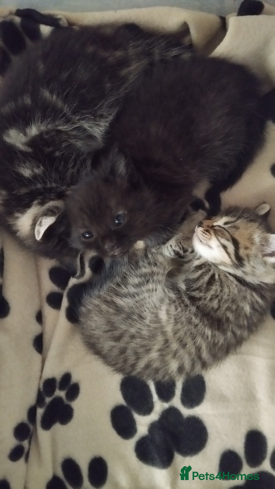 Mixed Breed cats for sale: 2 boy kittens  - Image 2