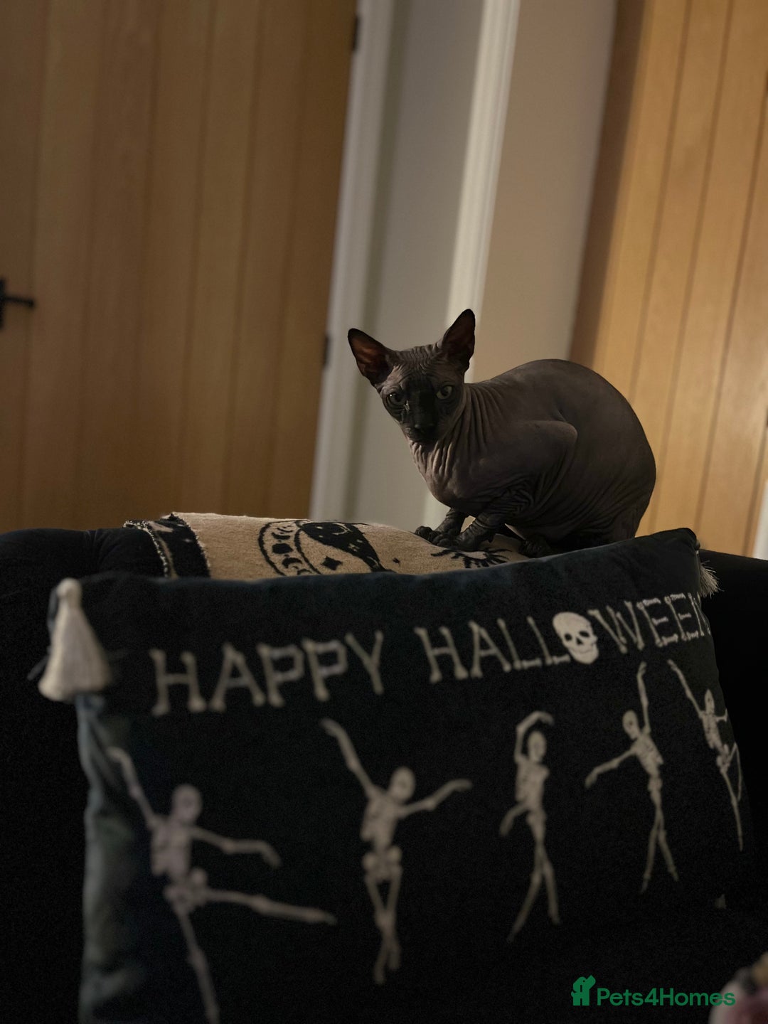 Sphynx cats for sale: Two Sphynx looking for doting home - Image 2