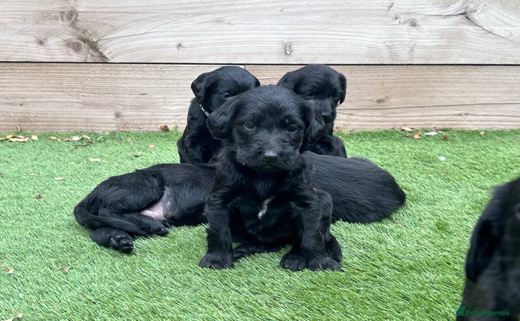 Labradoodle dogs - Advert 2