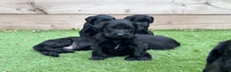 Labradoodle dogs for sale: Labradoodles fully vaccinated & microchipped  - Advert 10