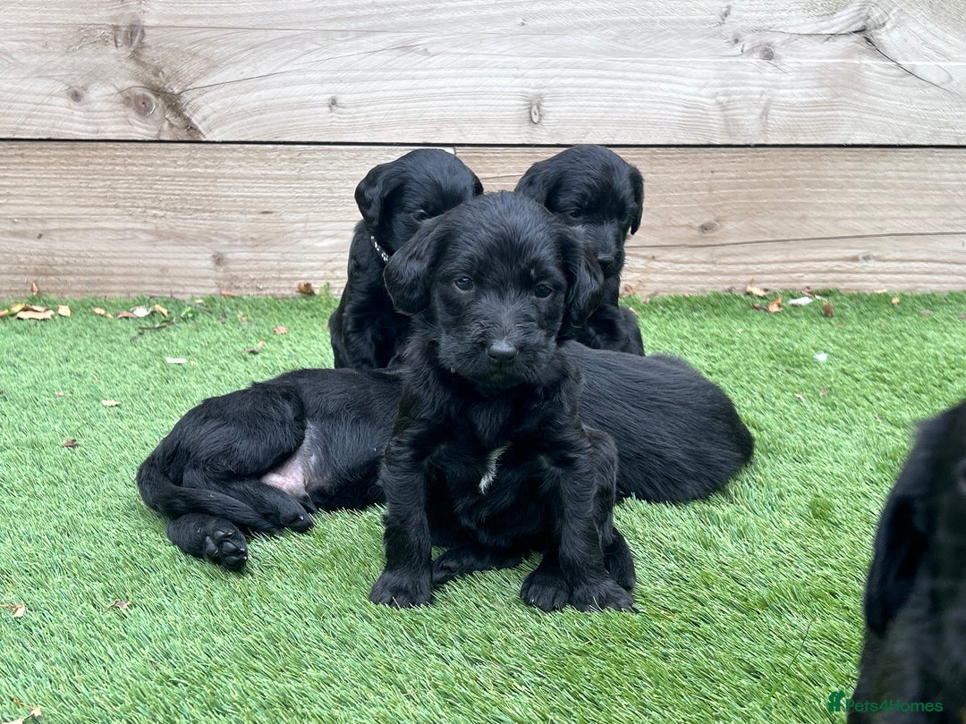Labradoodle dogs for sale: Labradoodles fully vaccinated & microchipped  - Advert 10