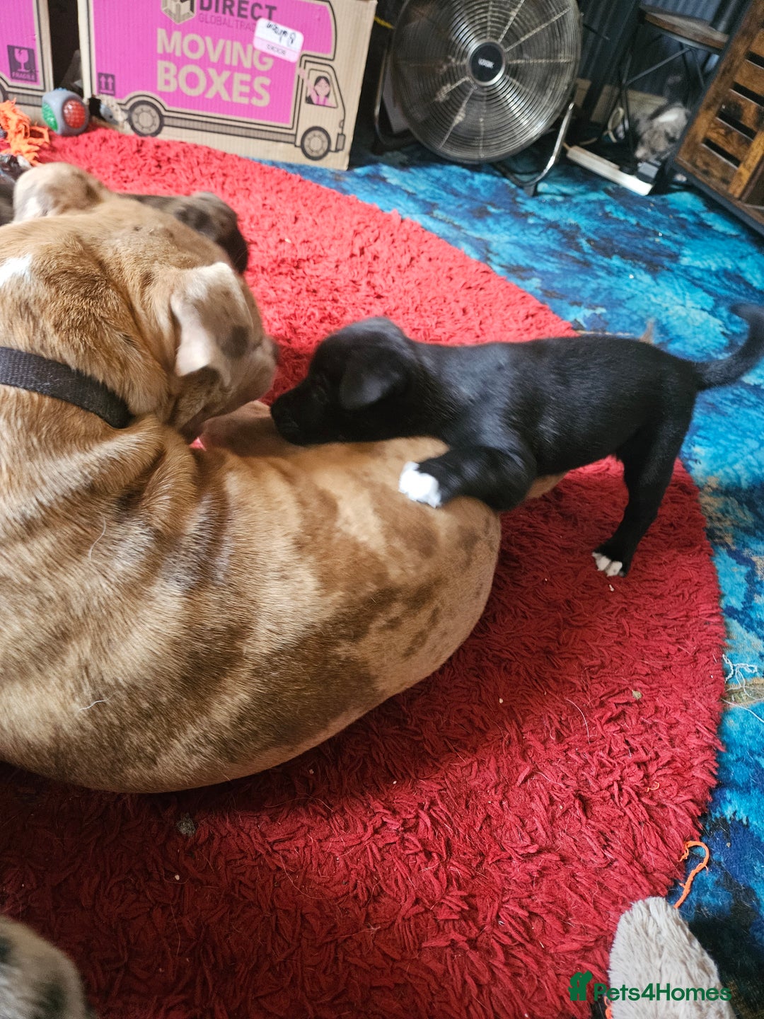 Mixed Breed dogs for sale: akita x blue blood bull dog - Image 4