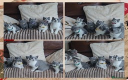 British Shorthair cats for sale: Tica registered british shorthair kittens - Image 20