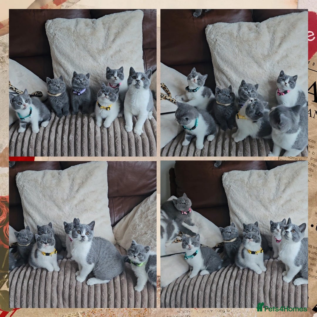 British Shorthair cats for sale: Tica registered british shorthair kittens - Image 20