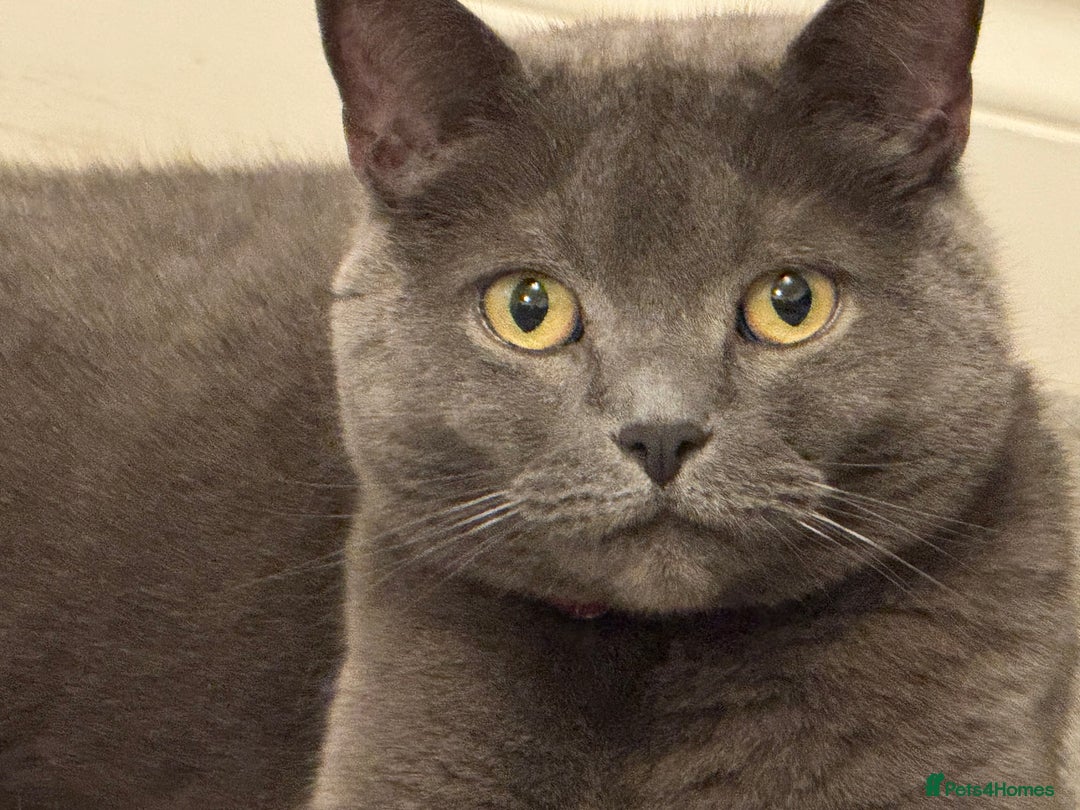 British Shorthair cats for sale: Miss CoCo  - Advert 3