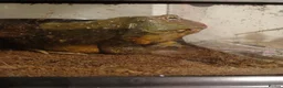 Frog reptiles for sale: Giant African bullfrog (TREVOR) - Advert 9