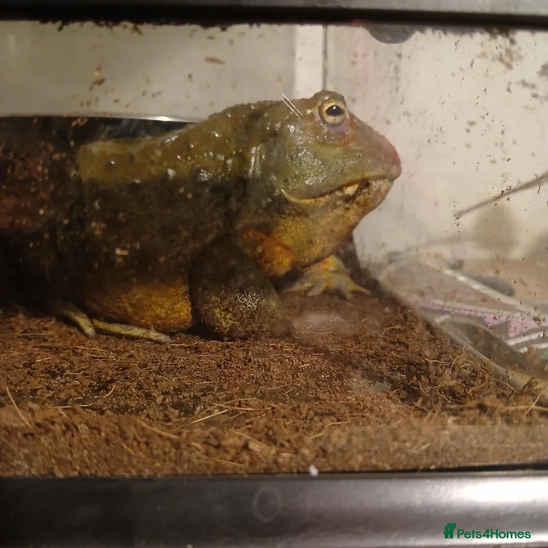 Frog reptiles for sale: Giant African bullfrog (TREVOR) - Advert 9