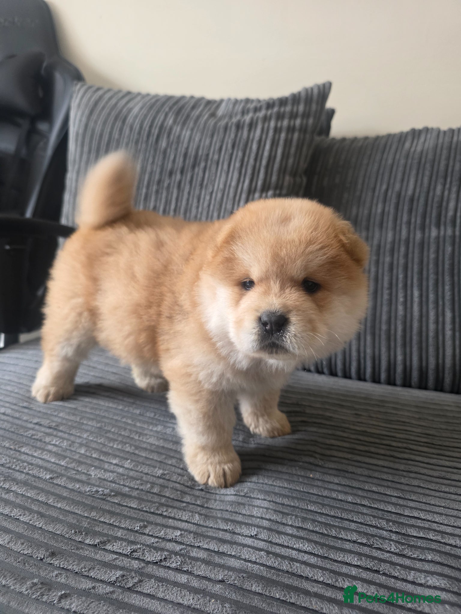 Chow Chow dogs 🐾 Perfect Chow Chow pups, stubborn & fluffy 🐻 - Advert 1