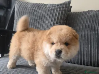 Chow Chow dogs 🐾 Perfect Chow Chow pups, stubborn & fluffy 🐻 - Advert 1