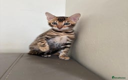 Bengal cats for sale: Pure bred bengal kittens - Image 7