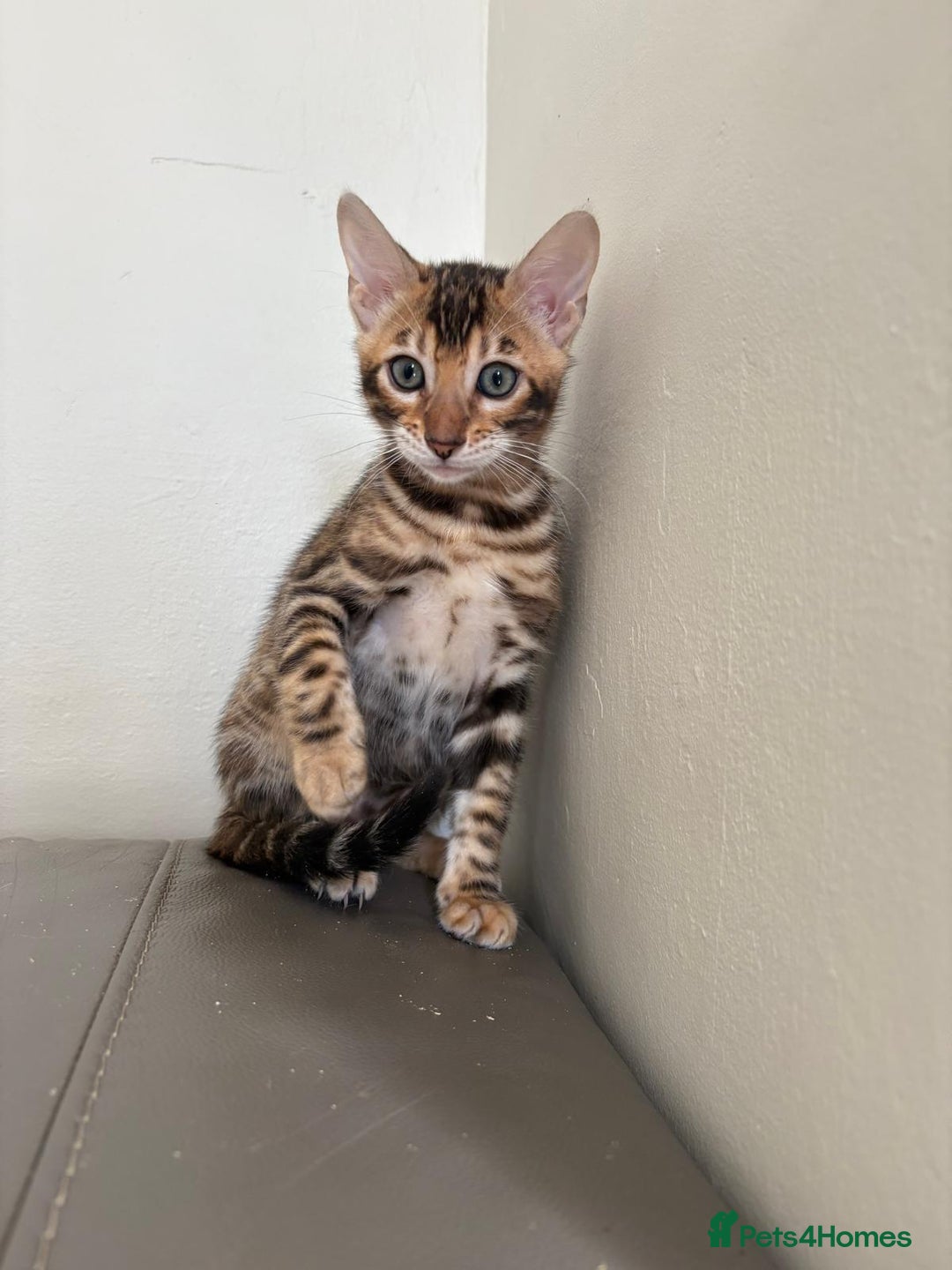 Bengal cats for sale: Pure bred bengal kittens - Image 7
