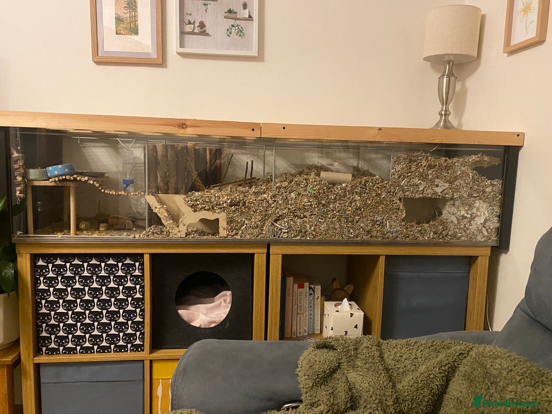 Gerbil rodents for sale: Detolf ikea tank and 2 make gerbils - Image 1