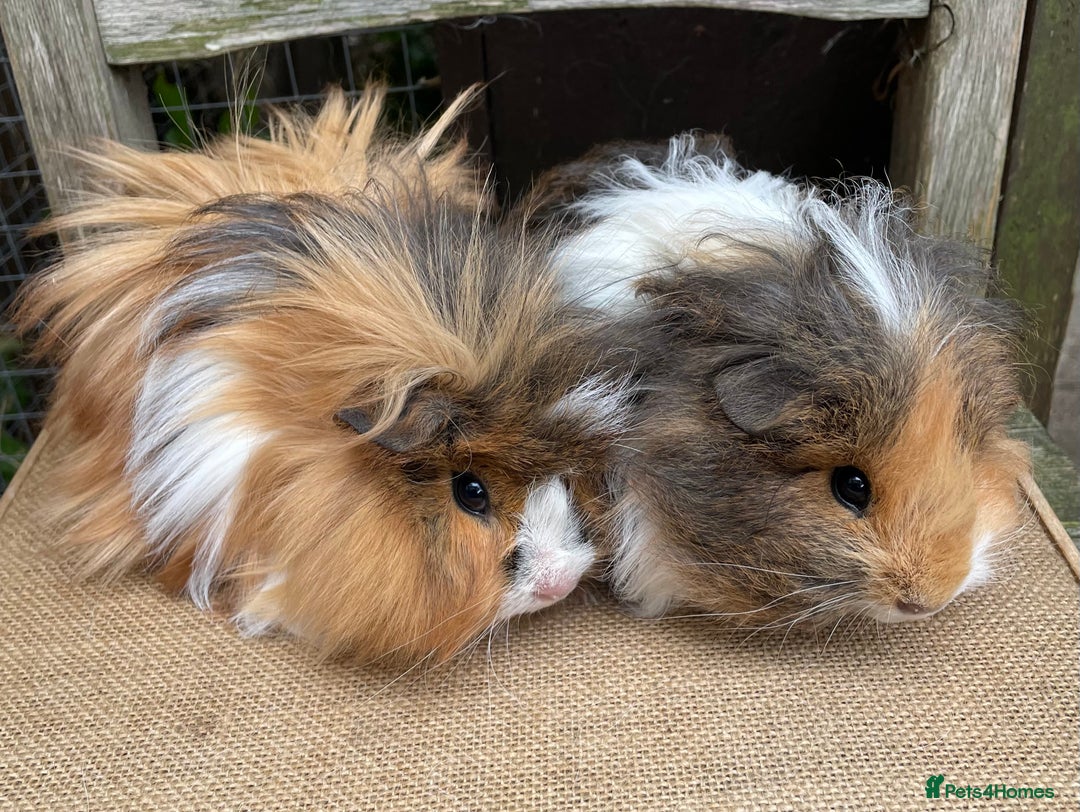 Guinea Pig rodents for sale: Lovely baby girls - Image 4