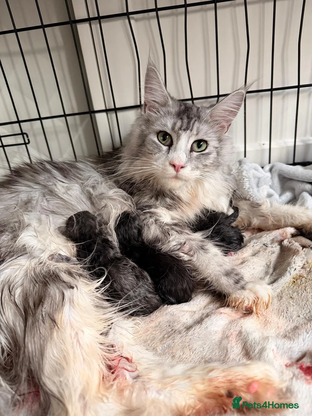 Maine Coon cats for sale: Beautiful Maine Coon Kittens  - Advert 2