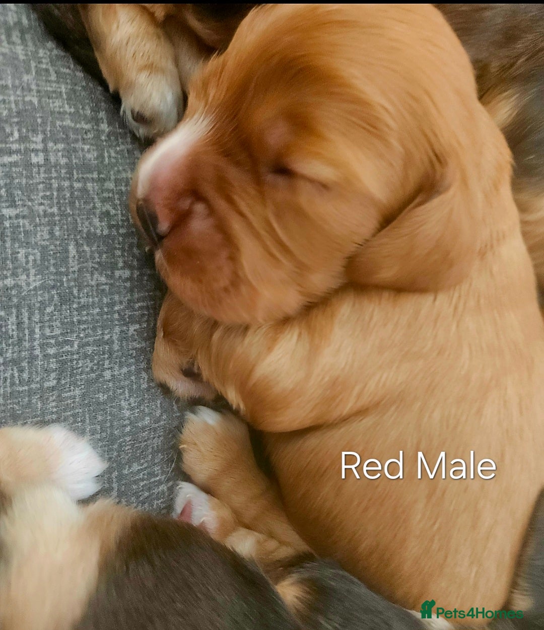 Cocker Spaniel dogs for sale: Beautiful full show cockers  - Advert 5