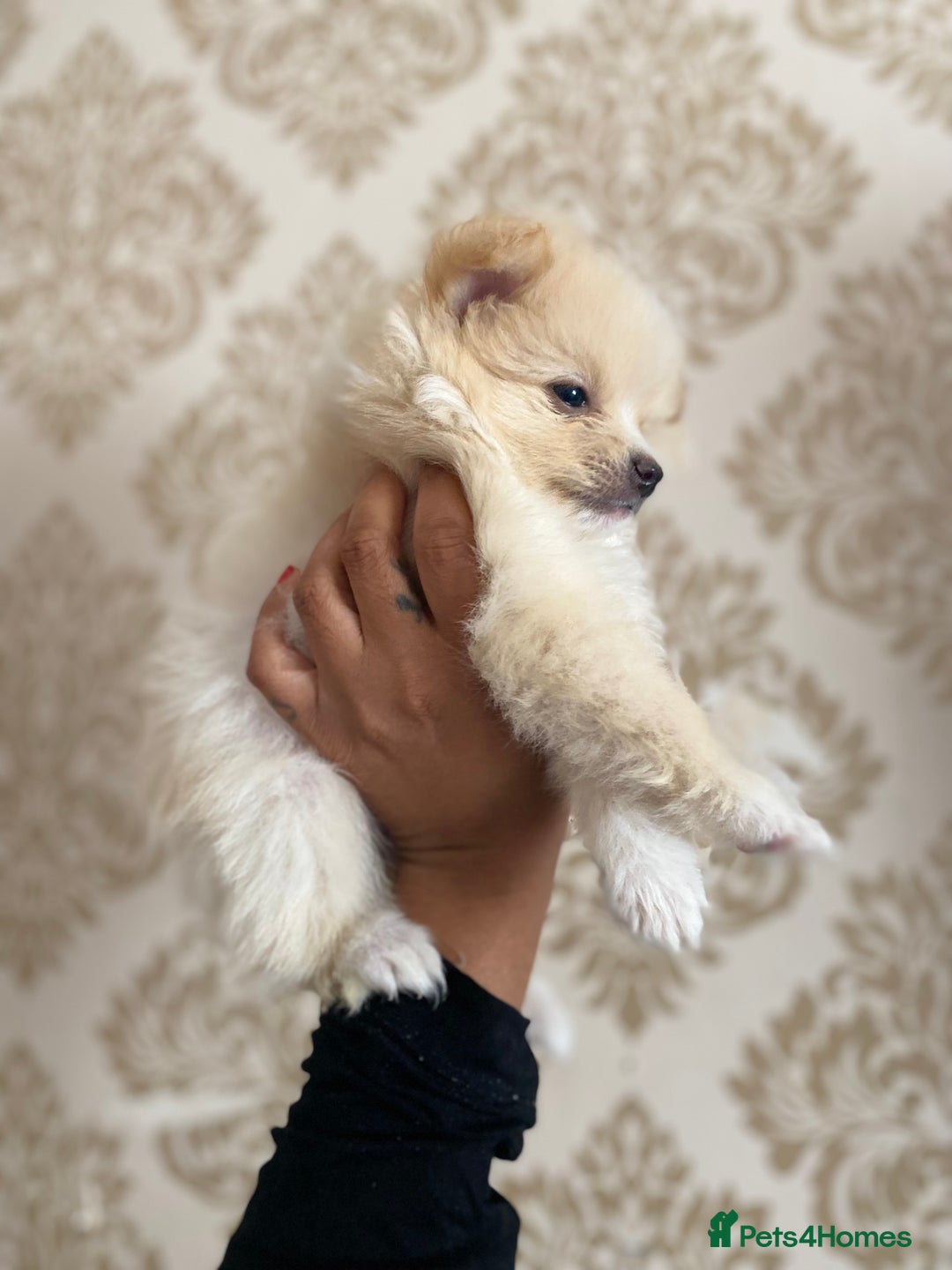 Pomeranian dogs for sale: Beautiful Russian bloodline Pomeranian puppies - Image 17