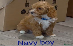 Cockapoo dogs for sale: Stunning F1 Cockapoo puppies - Image 3