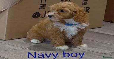 Cockapoo dogs - Advert 7