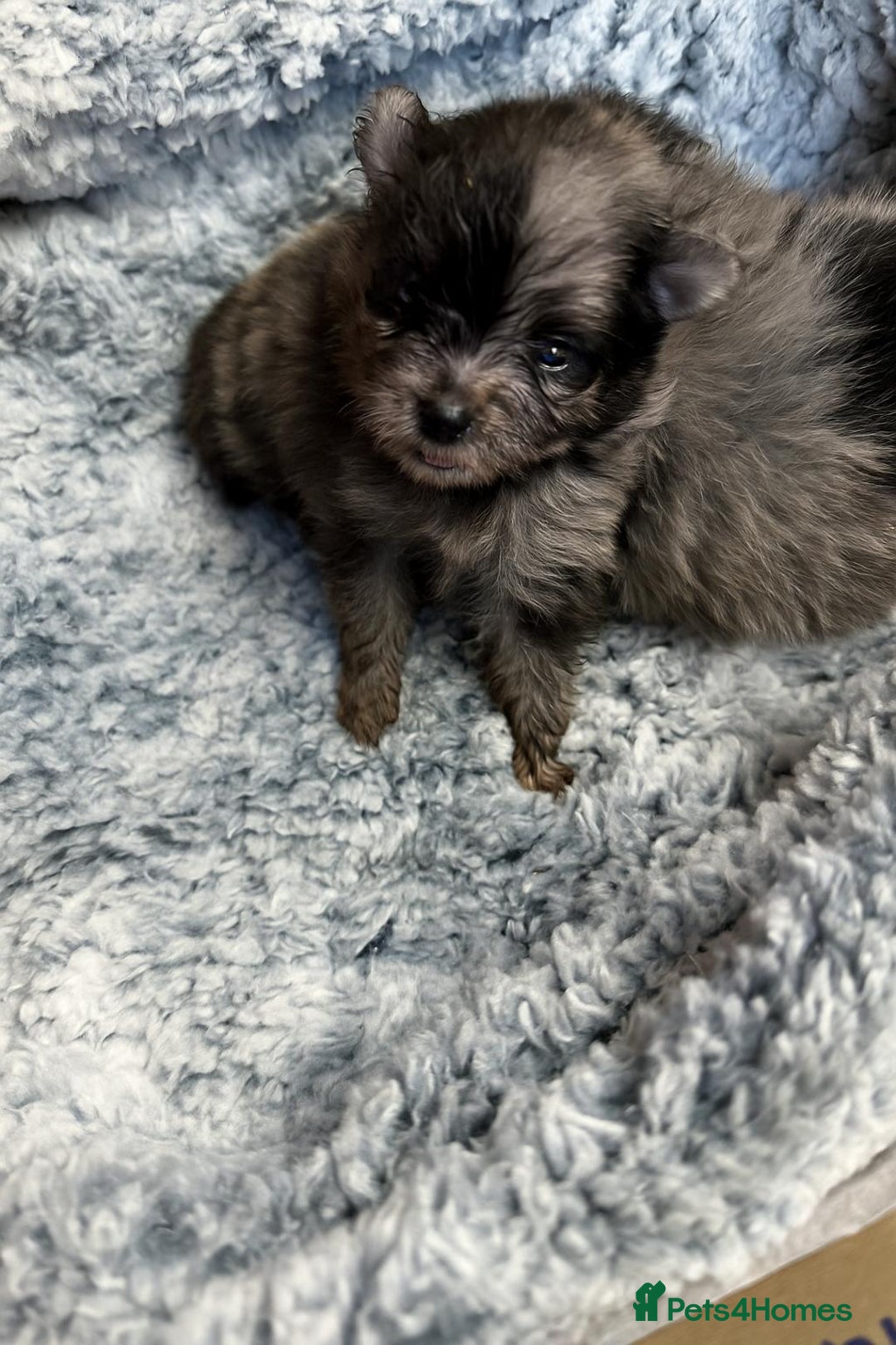 Pomeranian dogs for sale: Very adorable Pomeranian Puppies - Image 5