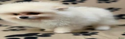 Pomeranian dogs for sale: Super litter of 4 Beautiful Pomeranian Girls  in Ammanford - Advert 29