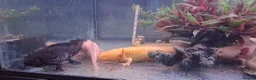 Axolotl reptiles for sale: Baby axolotls - Advert 28