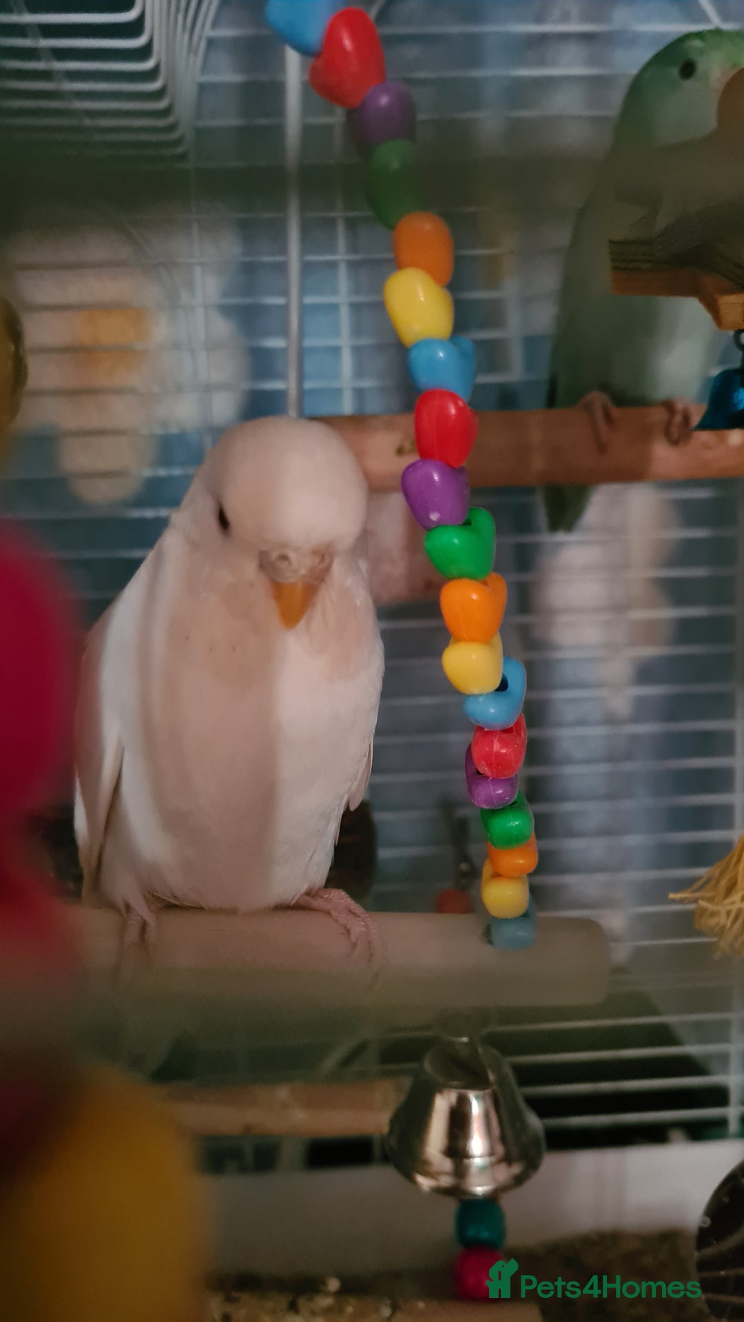 Budgerigars birds for sale: 3 budgies and 1 paralette  - Advert 10