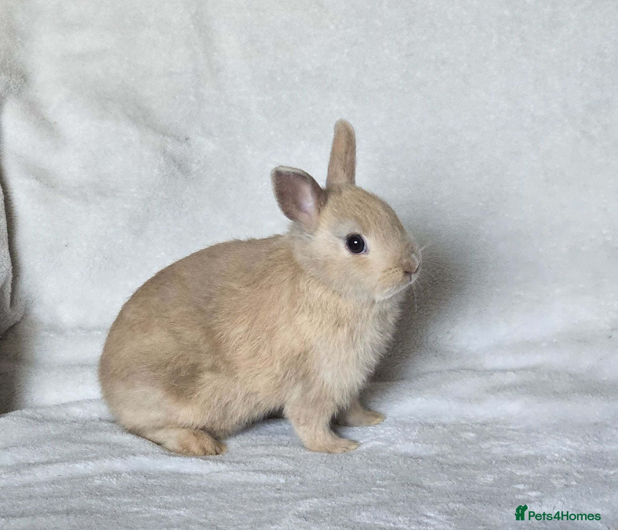 Netherland Dwarf rabbits Netherland Dwarf boy - Advert 2