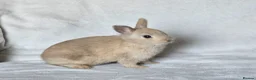 Netherland Dwarf rabbits for sale: Netherland Dwarf boy - Advert 1