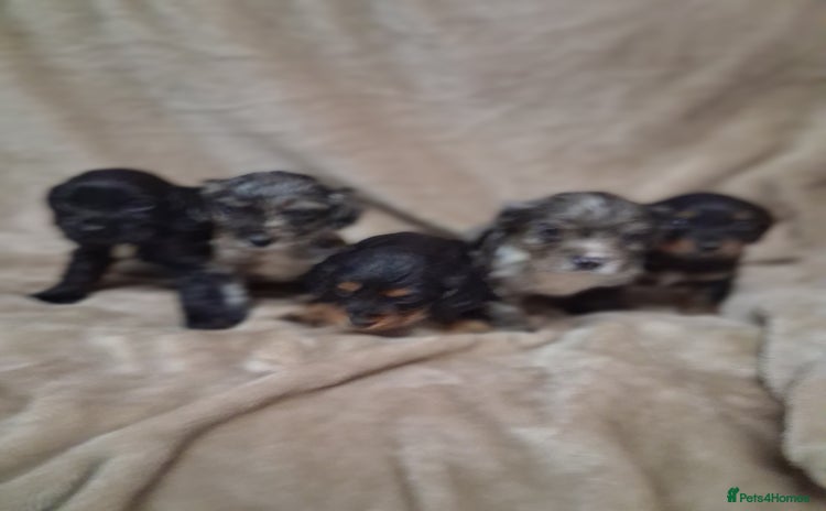 Cocker Spaniel dogs - Advert 11