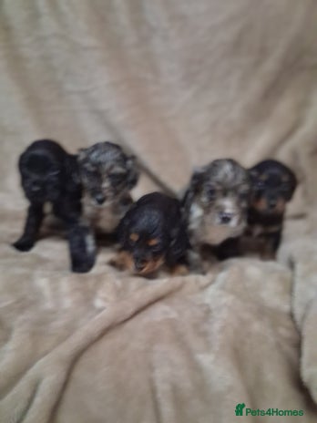 Cocker Spaniel dogs - Advert 11