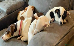 Jack Russell dogs for sale: NO MORE TIMEWASTERS in Huntingdon - Image 11