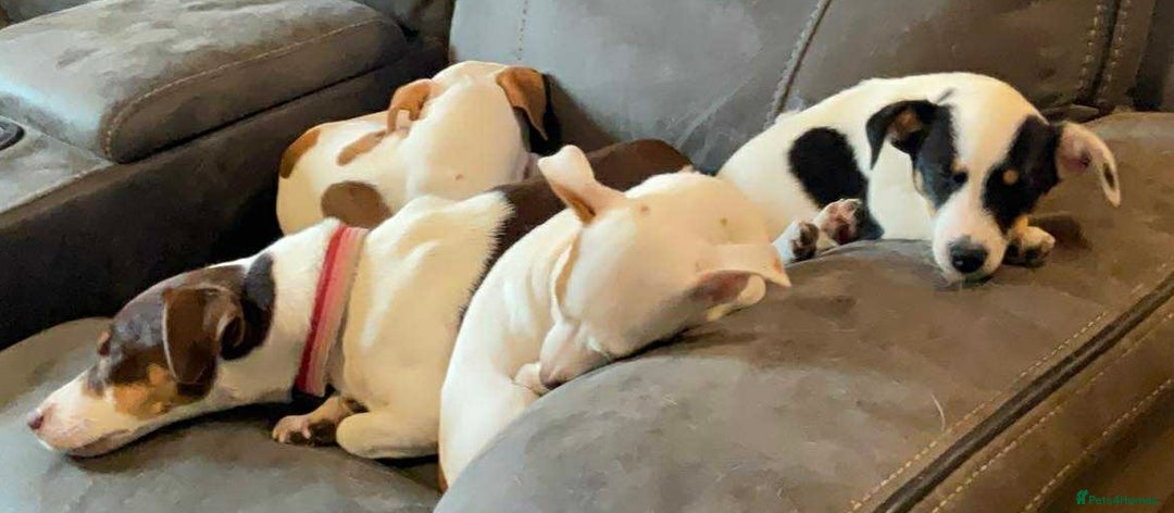 Jack Russell dogs for sale: NO MORE TIMEWASTERS in Huntingdon - Image 11