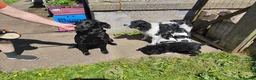 Springador dogs for sale: Beautiful springadors, 6 boys 2 girls. 2 left - Advert 27