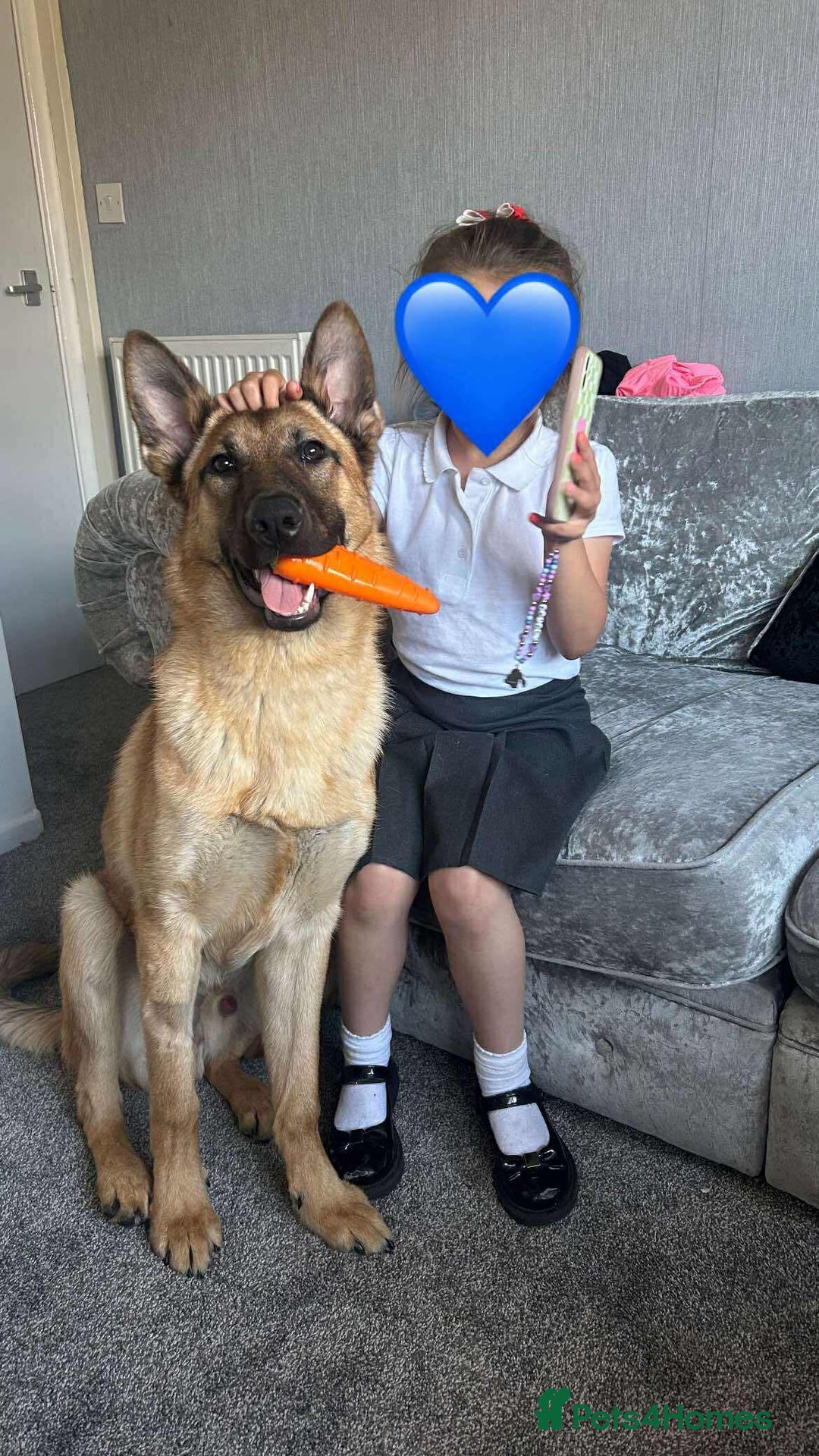 German Shepherd dogs for sale: rehoming  - Image 2